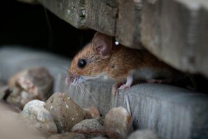 How to Attract Mice Out of Hiding
