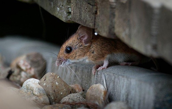 how to attract mice out of hiding
