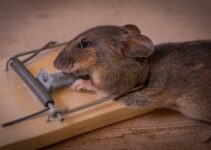 How to Humanely Kill a Mouse Stuck in a Trap