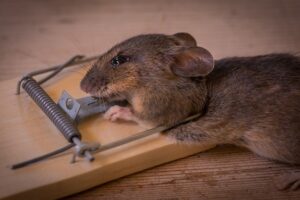 How to Humanely Kill a Mouse Stuck in a Trap