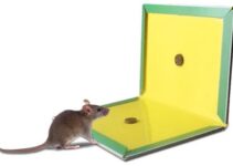 Can Mice Get Off Glue Traps?