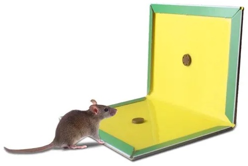 can mice get off glue traps
