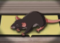 How Long Does it Take for a Mouse to Die on a Glue Trap?