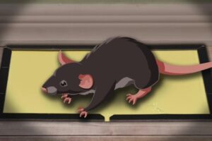 How Long Does it Take for a Mouse to Die on a Glue Trap?