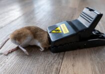 How Long Does it Take for a Mouse to Die in a Snap Trap?
