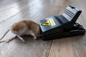 How Long Does it Take for a Mouse to Die in a Snap Trap?