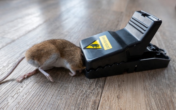 how long takes mouse to die in snap trap