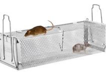 Mouse Caught in Trap Not Dead? Here’s What to Do!