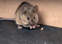 What Are Mice Attracted to in a House?