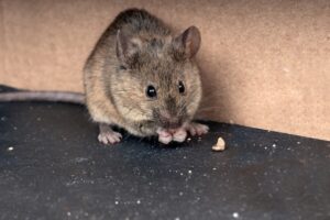 What Are Mice Attracted to in a House?