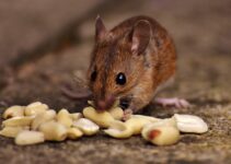 What Food is Irresistible to Mice?