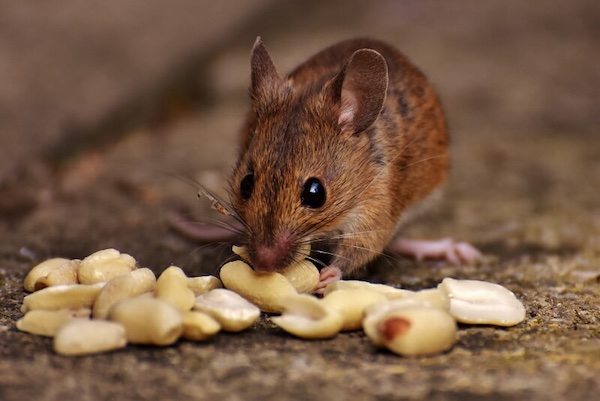 what food is irresistible to mice
