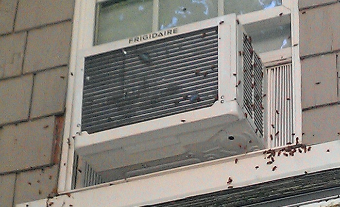 can bees get in through window ac