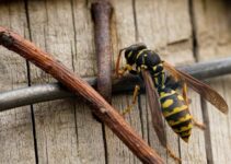 Can Wasps Get In Through Closed Windows?