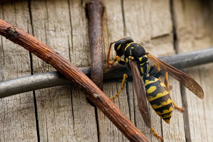 can wasps get in through closed windows