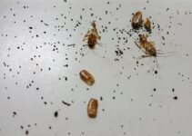 Cockroach Poop on Walls? Here’s What To Do