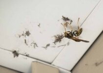 5 Signs You Have Wasps in Your Walls